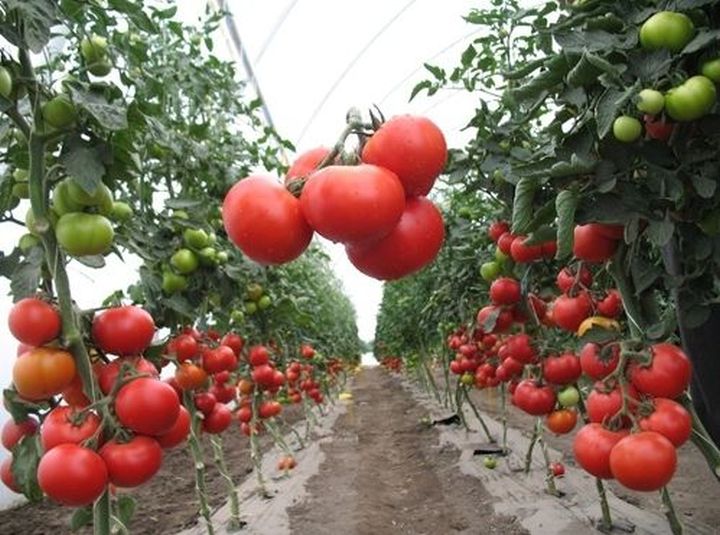 Подкормка томатов, чтобы были крупными, чем удобрять