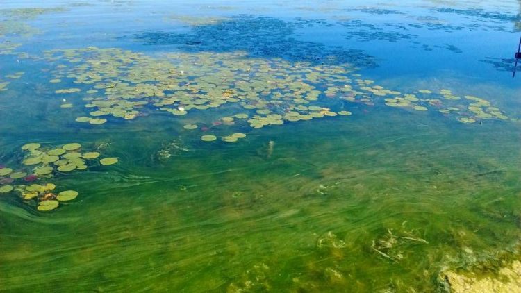 Преимущества мобильных водоемов