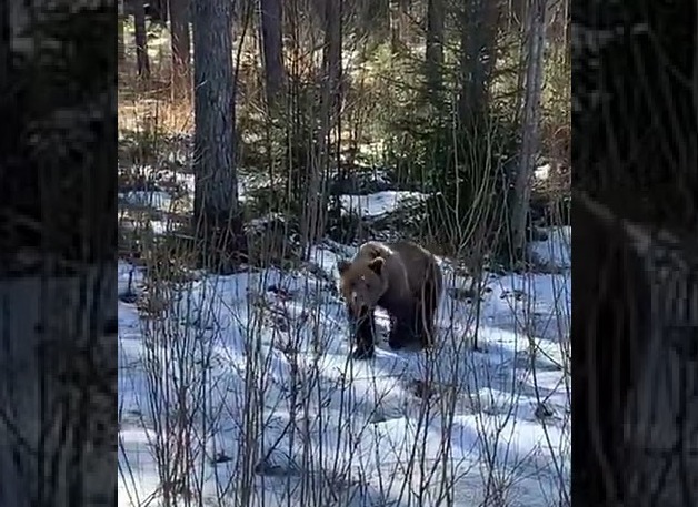 Фото убитого медведя