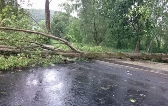 Можно ли залезть на дерево в valheim