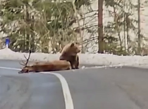 Сибирячка прогнала преследовавшего ее медведя разговорами - видео | вороковский.рф