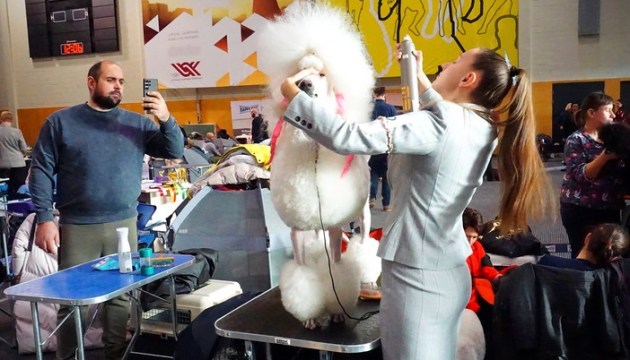  -    - National Winter Dog Show  